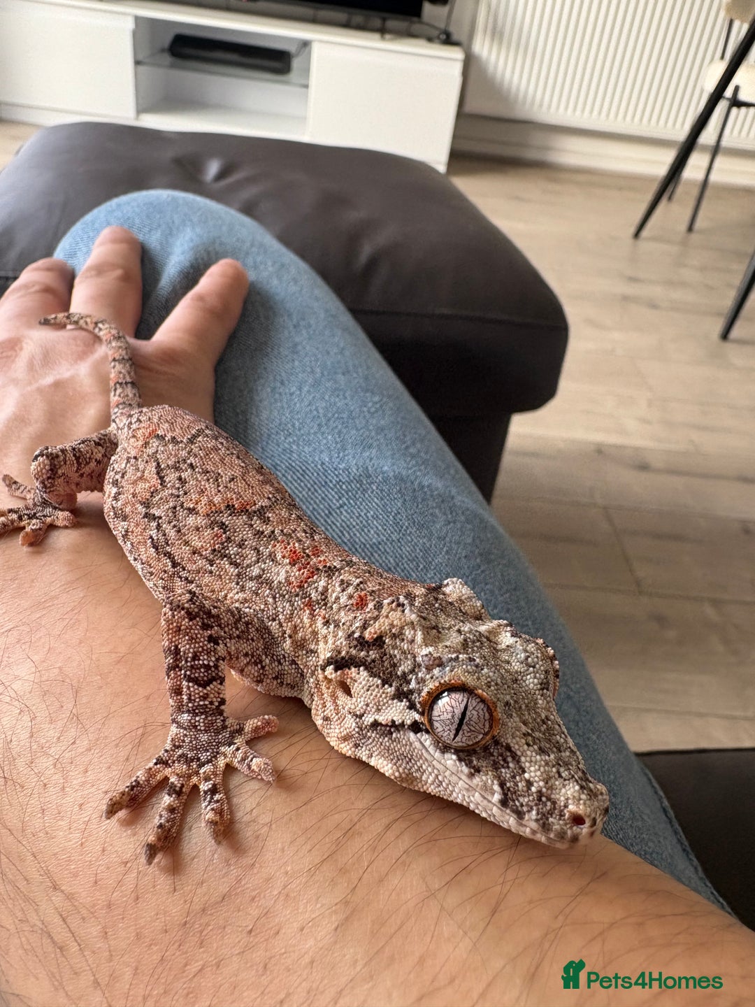 Gecko reptiles for sale: Steve looking for a new home  - Image 3