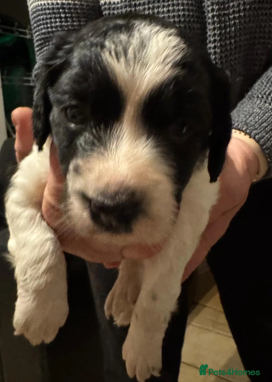 Mixed Breed dogs for sale: Jack russle x pomerainian  - Advert 9