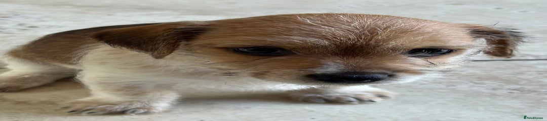 Jack Russell Puppy 2