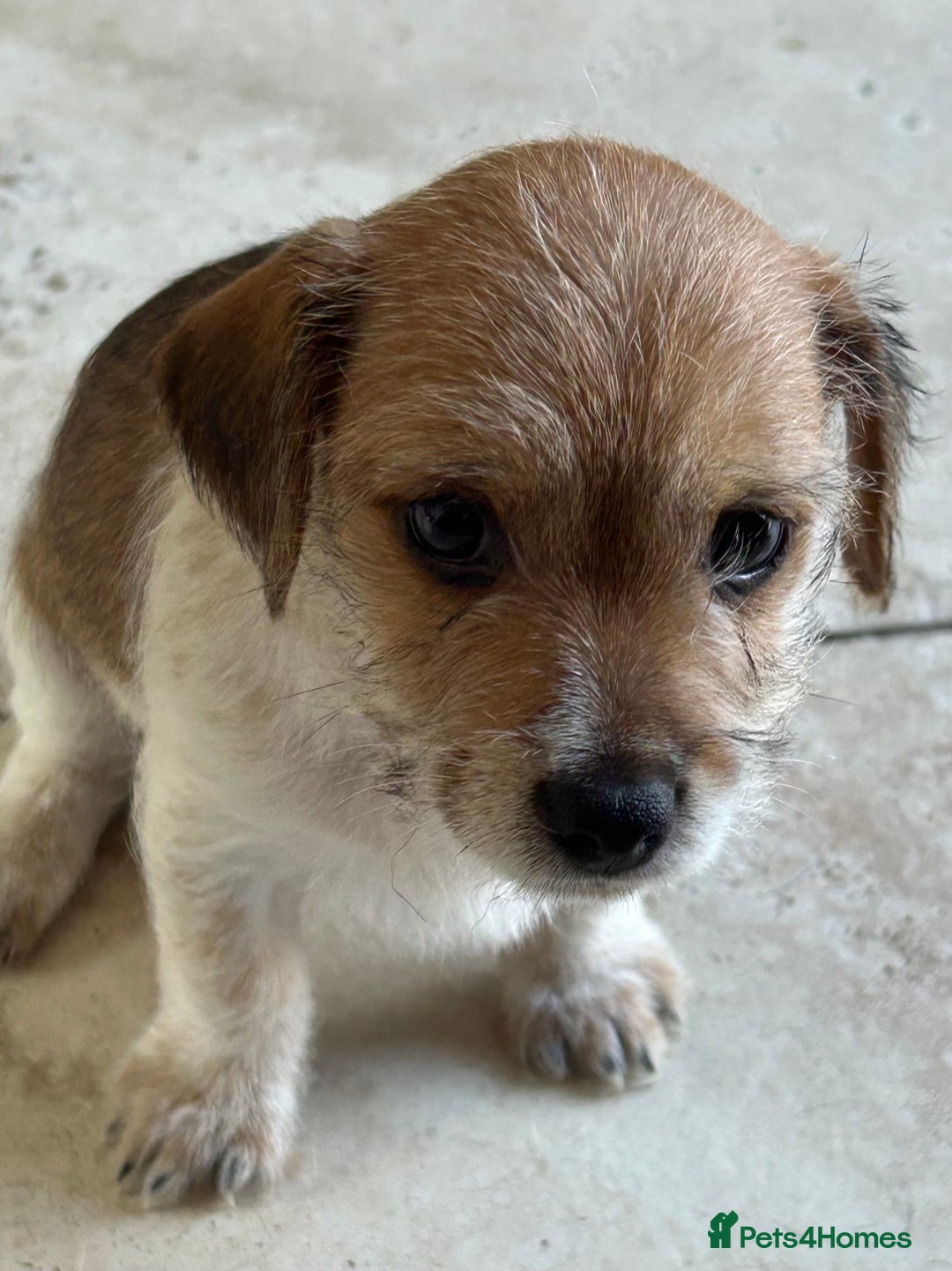 Jack Russell dogs for sale: Pure Jack Russell puppies ready now - Image 2