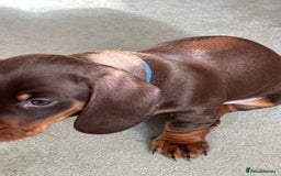 Miniature Dachshund dogs for sale: Reggie and Walter  - Advert 6