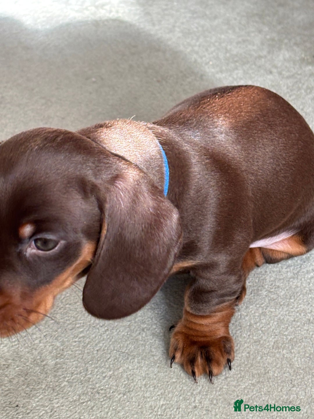 Miniature Dachshund dogs for sale: Reggie and Walter  - Advert 6