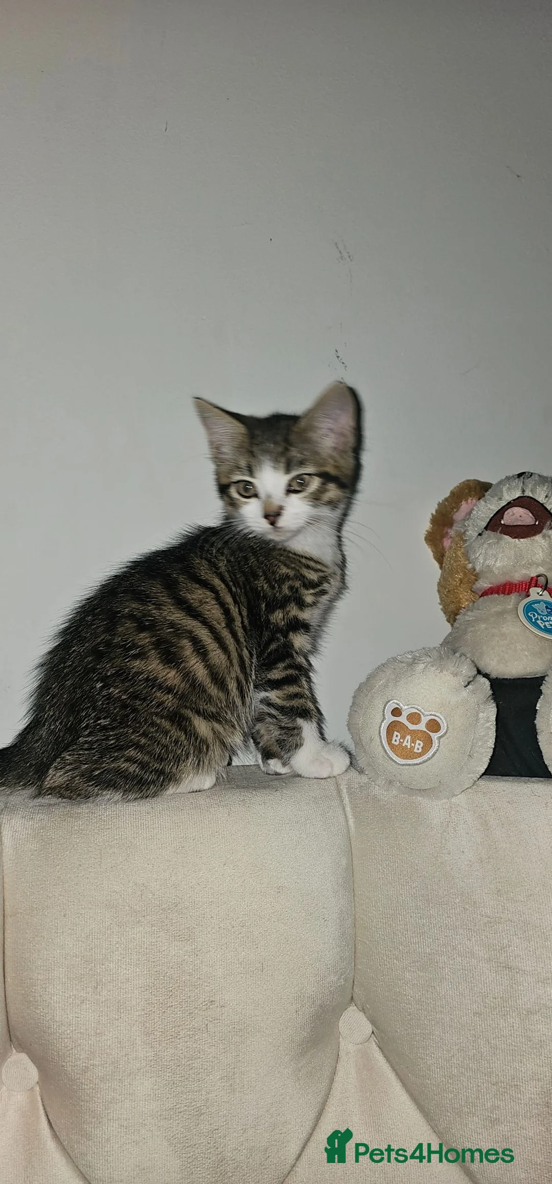Mixed Breed cats for sale: Female kitten tabby shell in Manchester - Advert 4