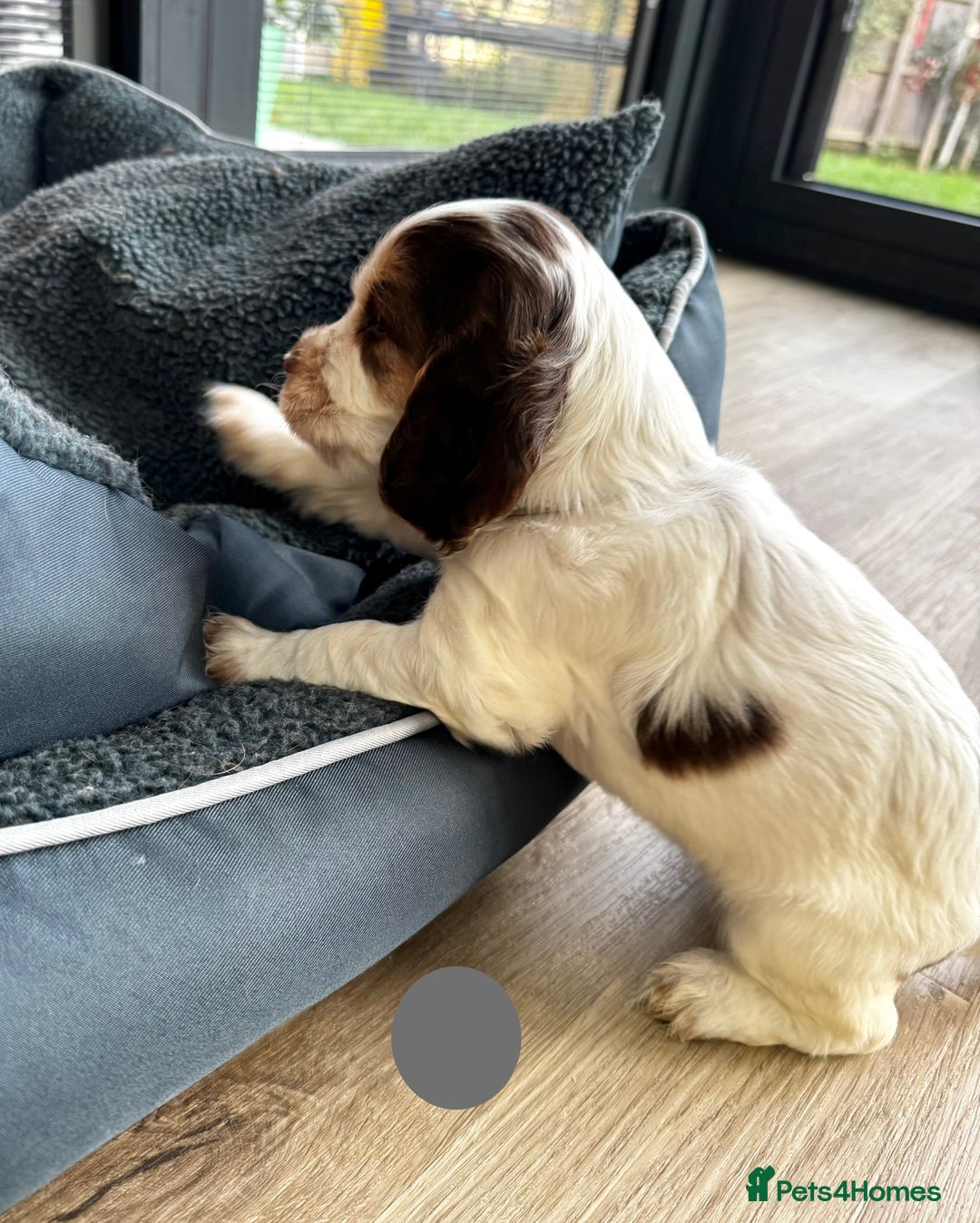 Cocker Spaniel dogs for sale: Fantastic Show / Working Cocker Spaniels - Advert 20