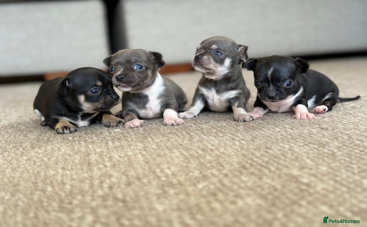 Chihuahua dogs - Advert 1