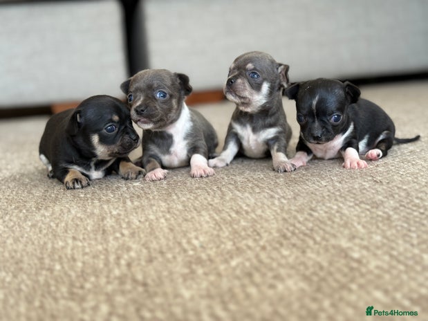 Chihuahua dogs - Advert 4