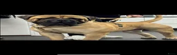 Bullmastiff dogs for sale: Top Quality KC Bullmastiff Bitch ready to go  - Advert 11