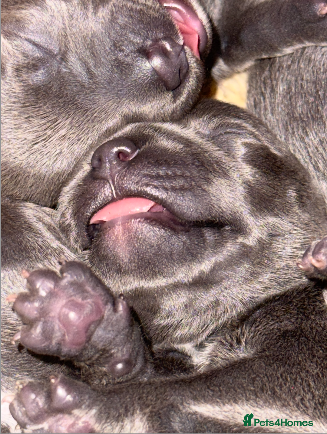 Staffordshire Bull Terrier dogs for sale: KC Blue Staffordshire Bull Terrier Puppies  - Advert 5