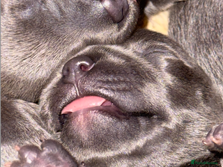 Staffordshire Bull Terrier dogs KC Blue Staffordshire Bull Terrier Puppies - Advert 1