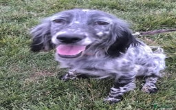 English Setter dogs for adoption: Tana  - Image 10