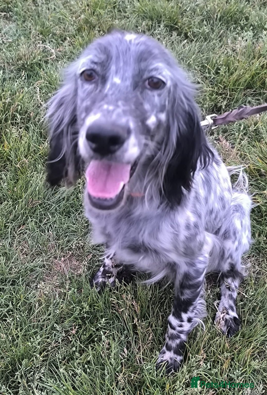 English Setter dogs for adoption: Tana  - Image 10