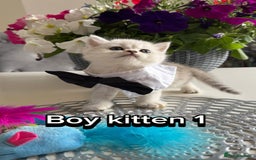 Scottish Fold cats for sale: 4 Scottish Straight Boys  - Image 7