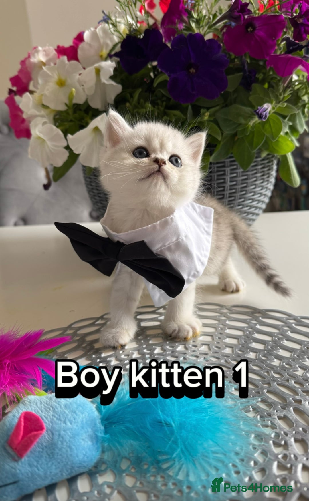 Scottish Fold cats for sale: 4 Scottish Straight Boys  - Image 7
