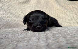 Cockapoo dogs for sale: ✨ Gorgeous Cockapoo Puppies ✨ - Image 8