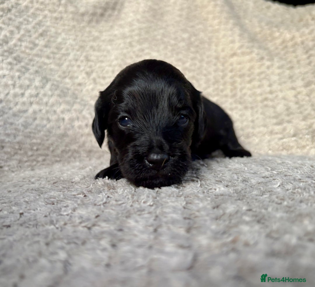 Cockapoo dogs for sale: ✨ Gorgeous Cockapoo Puppies ✨ - Image 8