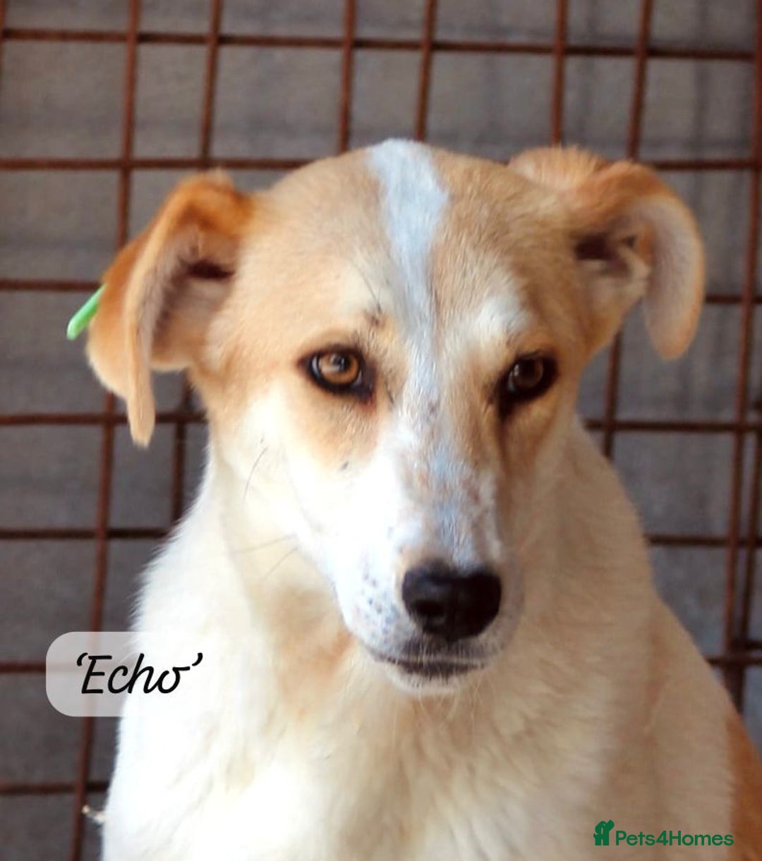 Mixed Breed dogs for adoption: Echo, 1 yr old approx. Available for adoption. - Image 7