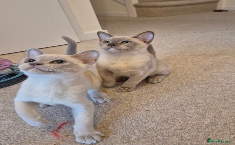 Burmese cats - Advert 1
