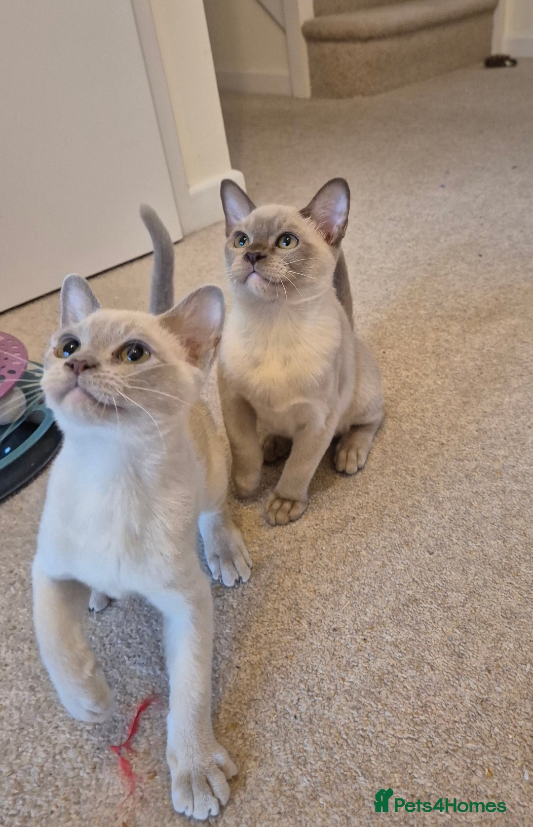Burmese cats for sale: Beautiful Pedigree Burmese Kittens - Image 1