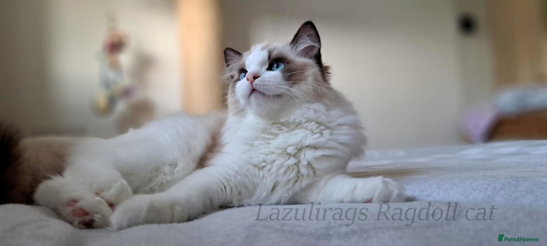 Ragdoll cats for sale: 💠Handsome FiFe Reg Ragdoll boy💠RESERVED - Image 3