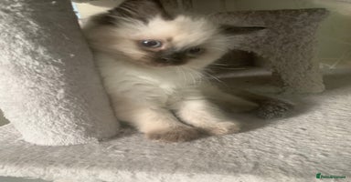 Ragdoll cats - Advert 6