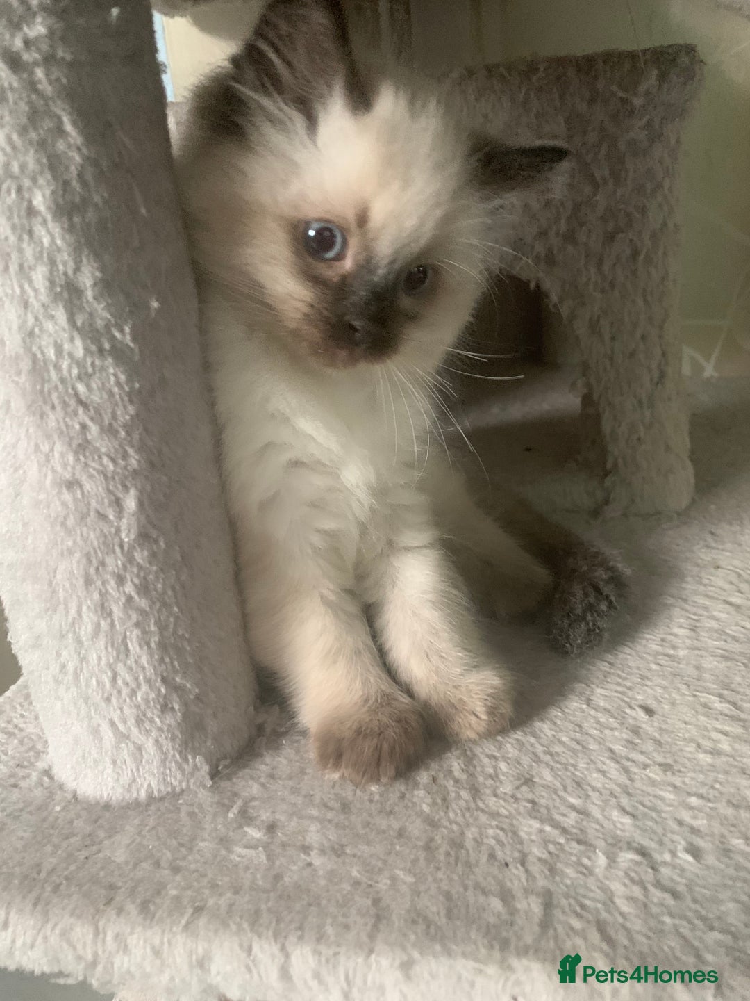 Ragdoll cats for sale: Beautiful Ragdoll boy - Image 2