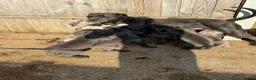 Cane Corso dogs for sale: Cane corso pups ready now - Advert 13