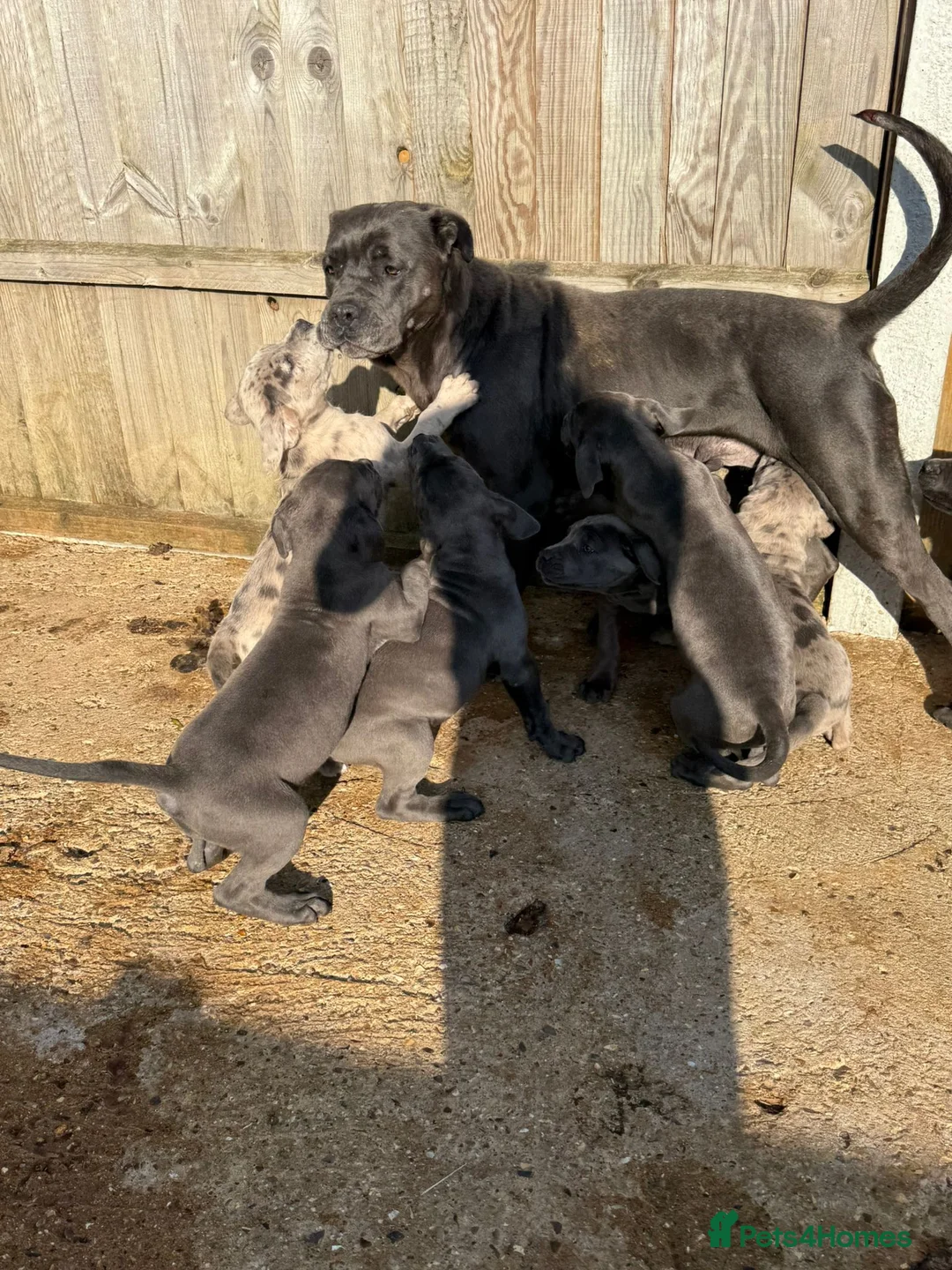 Cane Corso dogs for sale: Cane corso pups ready now - Advert 13