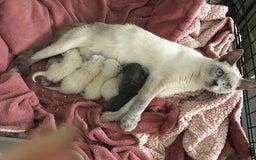British Shorthair cats for sale: British blue kittens for sale - Image 3