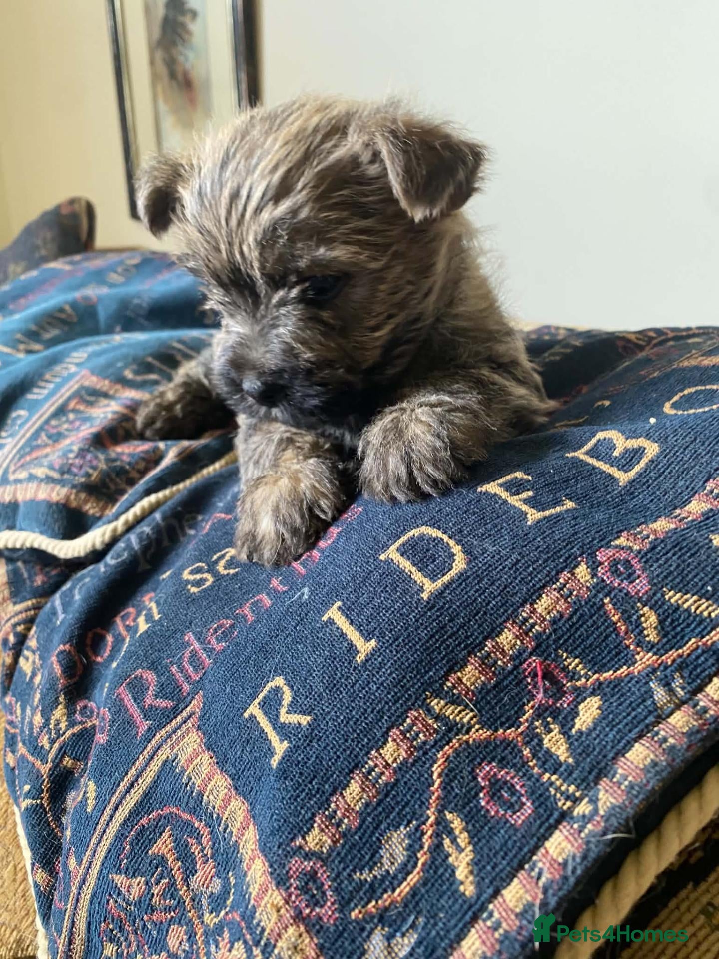 Cairn Terrier dogs Cairn Terrier Puppies - Advert 14