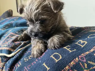Cairn Terrier dogs Cairn Terrier Puppies - Advert 14