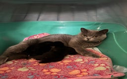 British Shorthair cats for sale: Black British Shorthair kittens - Image 8