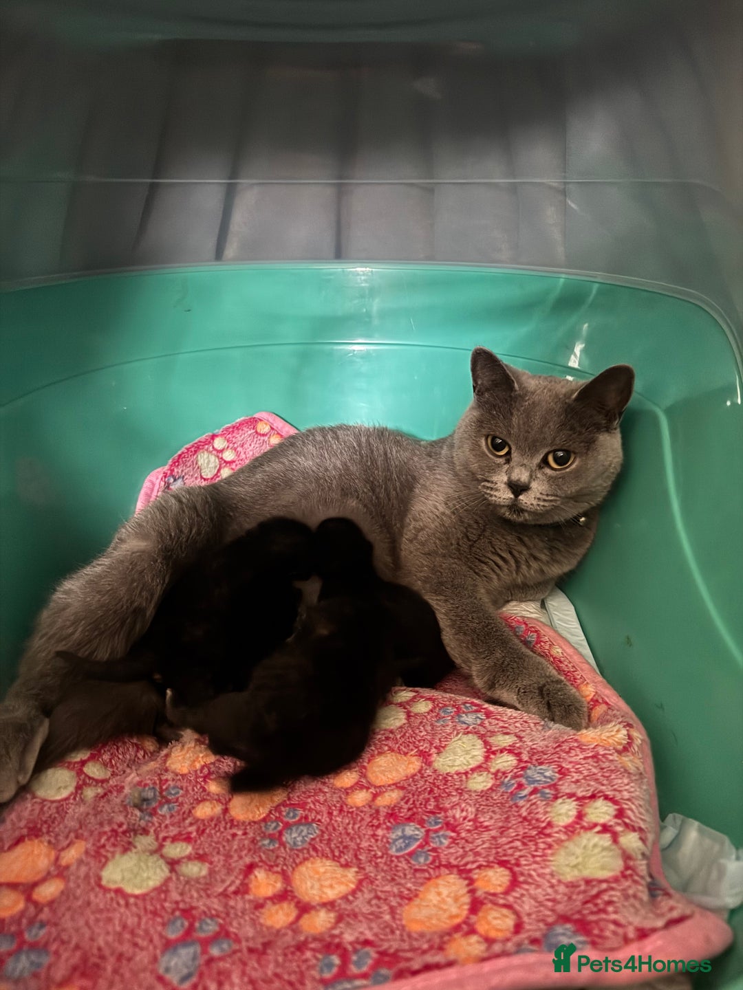 British Shorthair cats for sale: Black British Shorthair kittens - Image 8