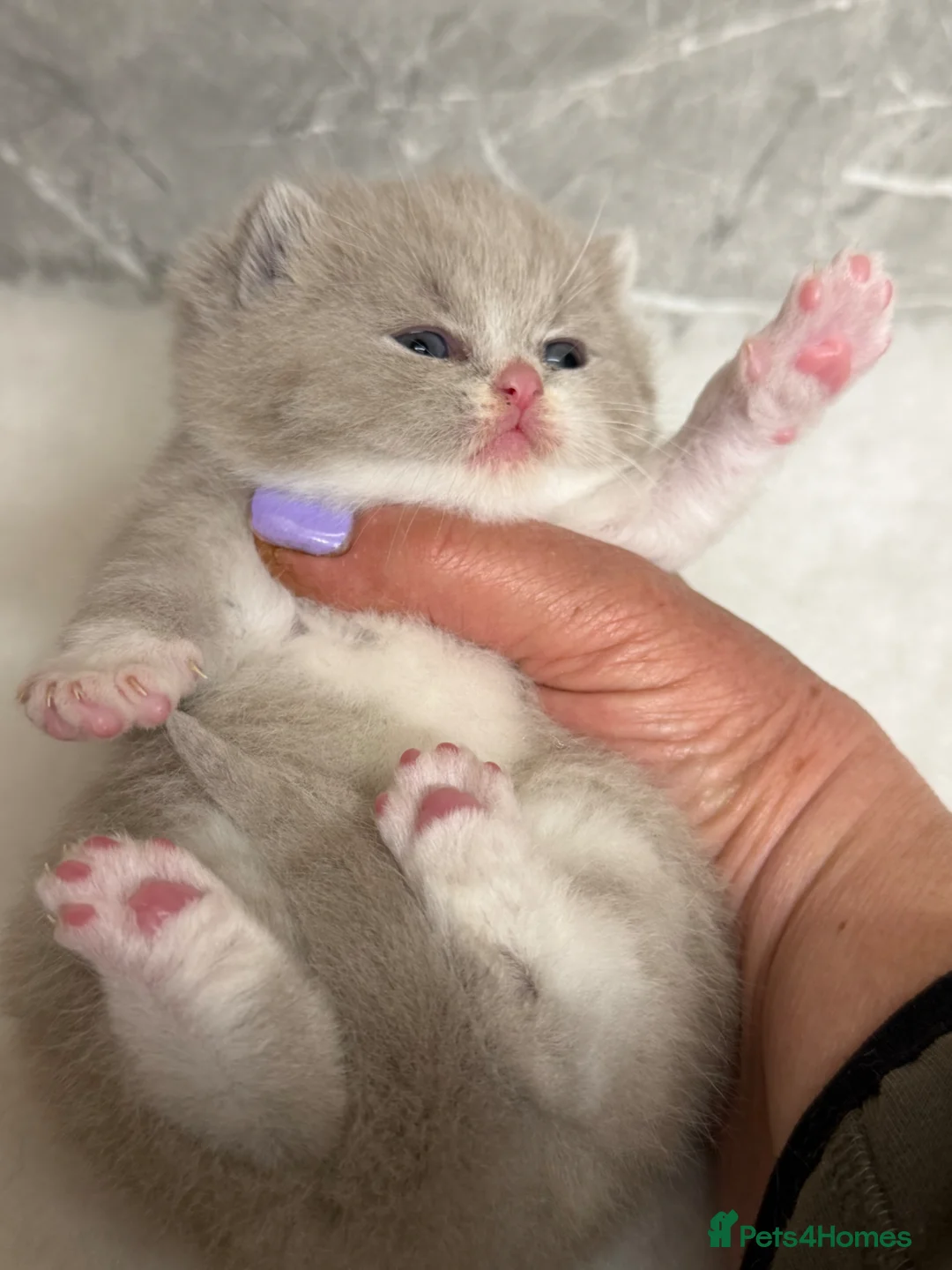 British Shorthair cats for sale: Full Pedigree/Registered BSH from £995 - Advert 2