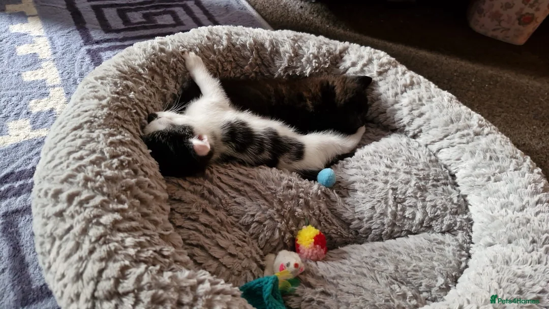 Mixed Breed cats for sale: Beautiful kittens ready to be sold together - Advert 8