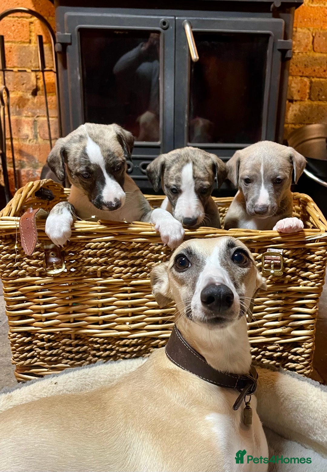 Whippet dogs for sale: Adorable kennel Club registered little Girl  - Advert 10