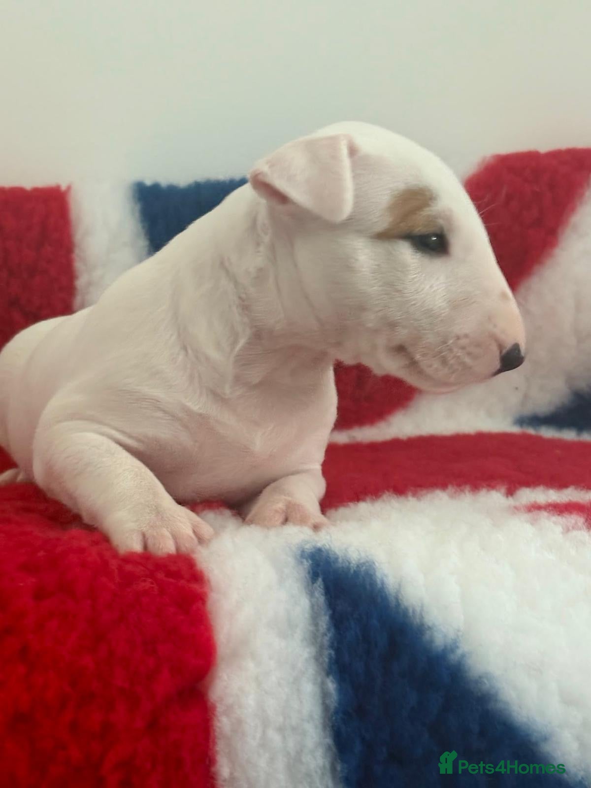Bull Terrier dogs Top quality bull terrier puppies  - Advert 1