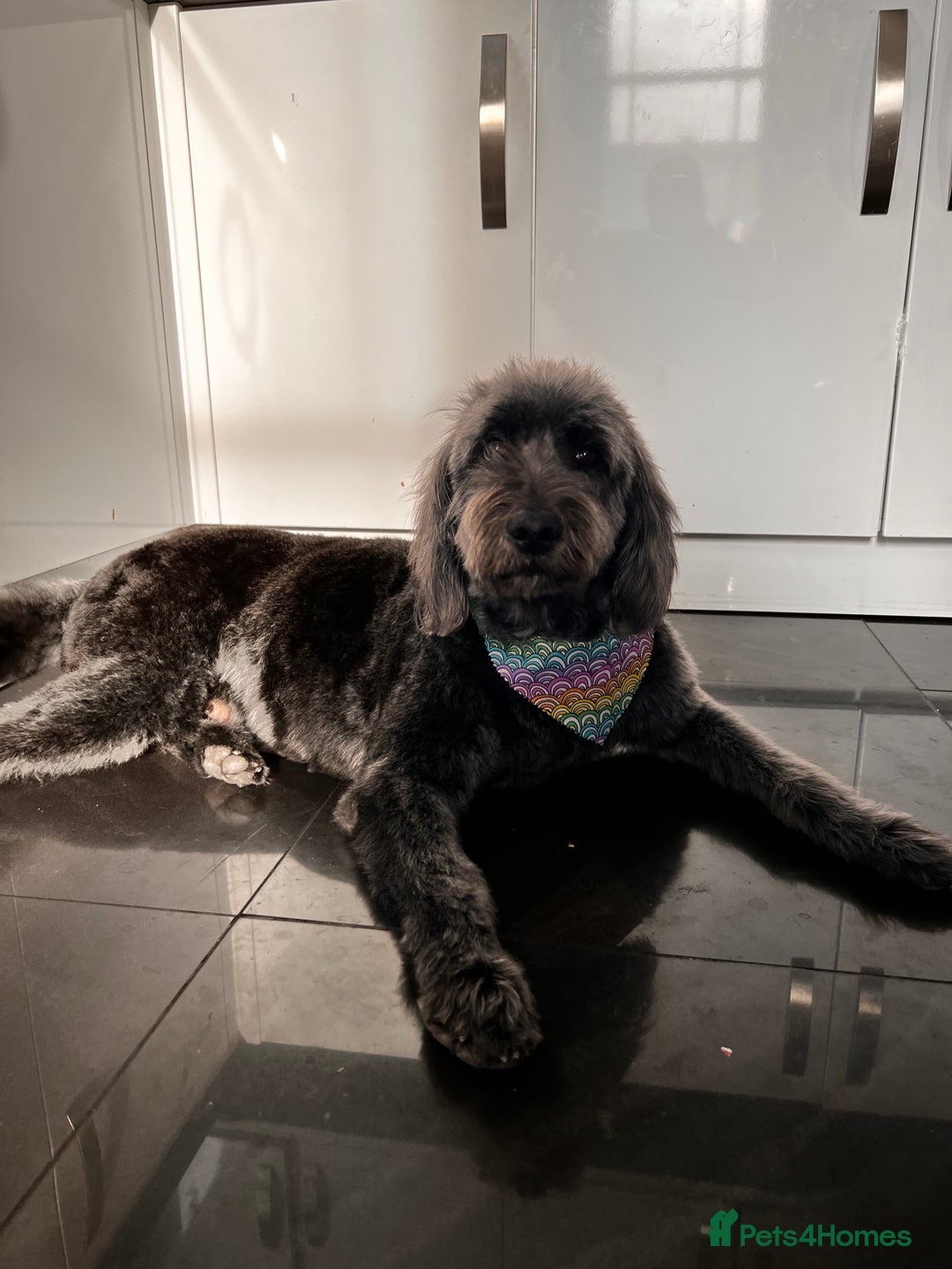 Labradoodle dogs for sale: 6 very cute Labradoodle puppies  - Image 2