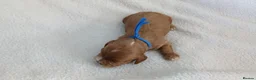 Cavapoo dogs for sale: F1 CAVAPOO PUPPIES  in Stevenage - Advert 15