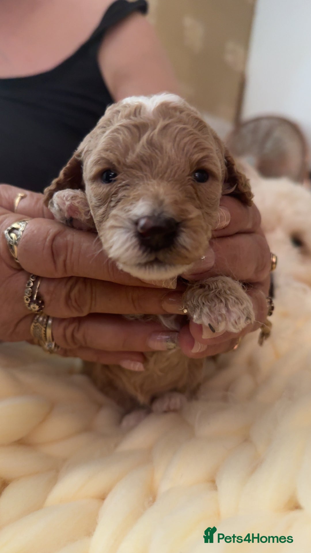 Toy Poodle dogs for sale: Toy poodles for sale  - Image 7