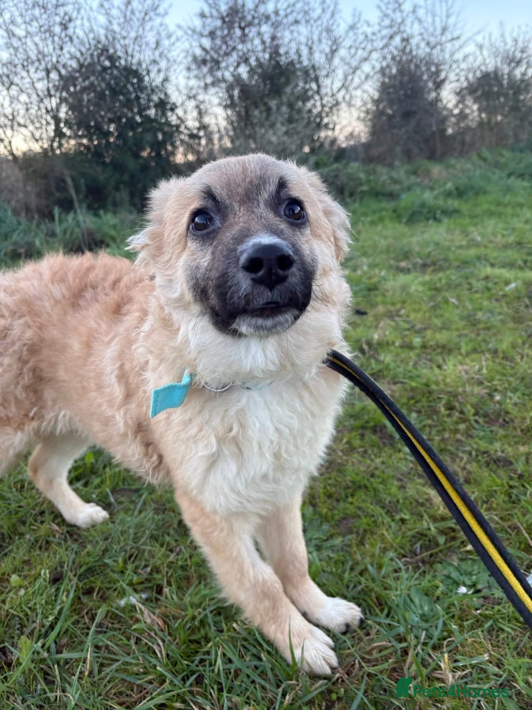 Mixed Breed dogs for adoption: Finn - Norwich Norfolk  - Advert 15