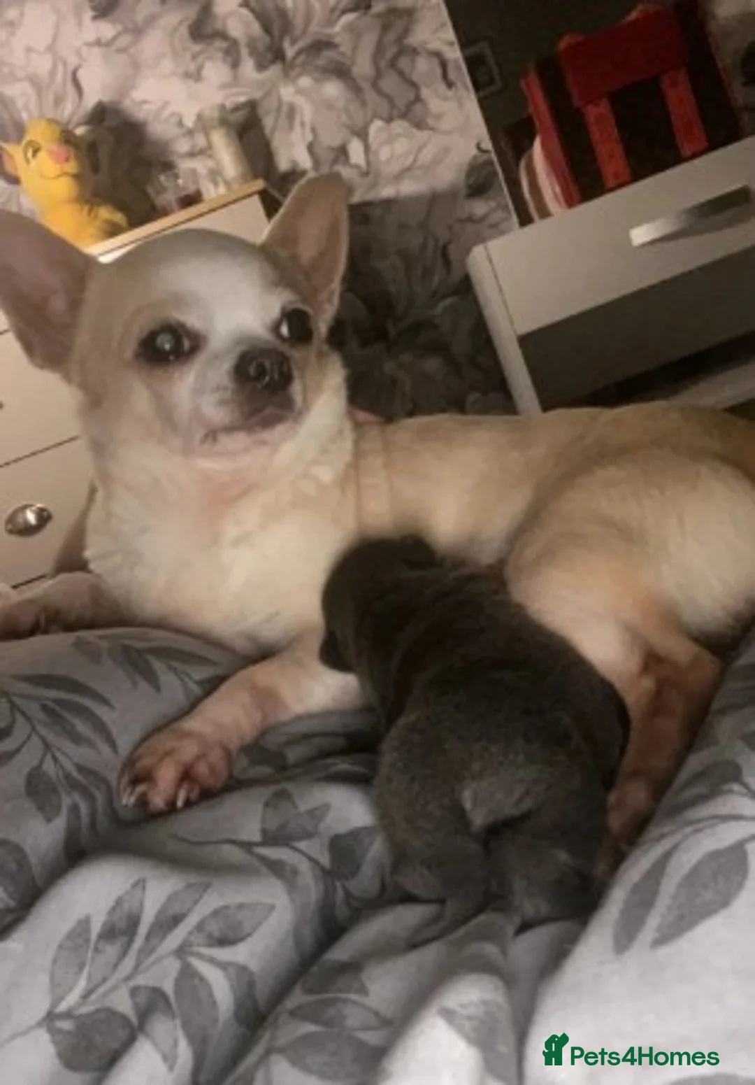 Chihuahua dogs for sale: Tri boy ready now.  - Advert 4