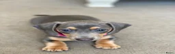 Dachshund dogs for sale: Beautiful miniature dachshund puppy’s  in Newport - Advert 7