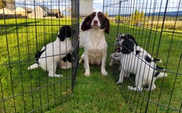 English Springer Spaniel dogs for sale: 3 male Springer Spaniel pups KC Reg and Pedigree - Image 7