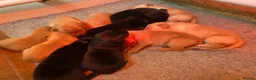 Labrador Retriever dogs for sale: Full Pedigree KC Labrador Retreiver Pups  - Advert 3