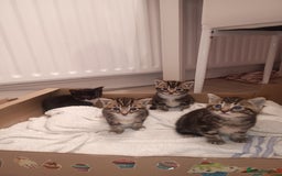 Mixed Breed cats for sale: 3 tabby male kittens and 1 black and white female  - Image 2