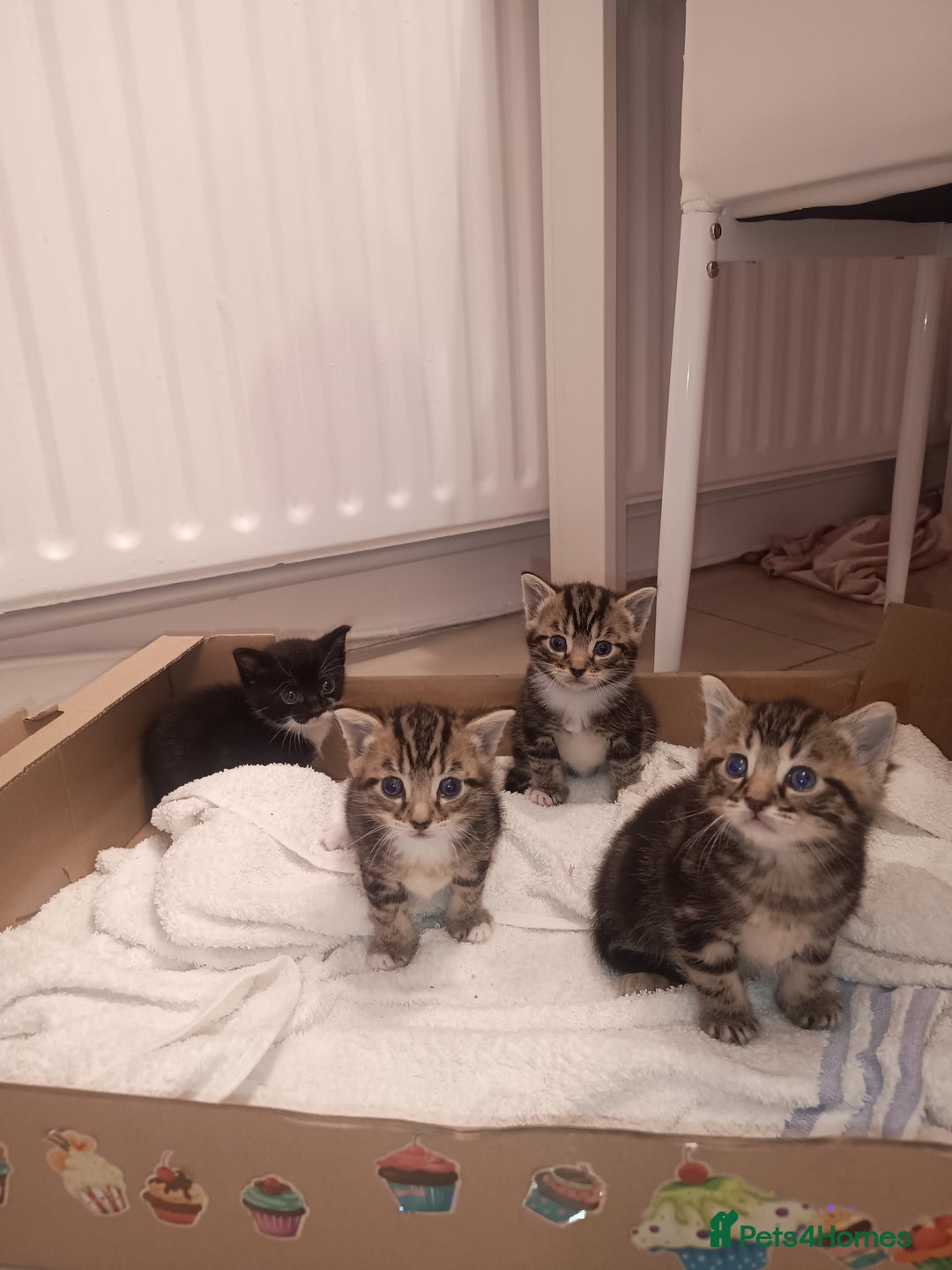 Mixed Breed cats for sale: 3 tabby male kittens and 1 black and white female  - Image 2