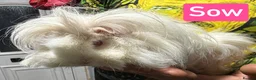 Guinea Pig rodents for sale: Breeding herd of Lunkarya - Advert 3