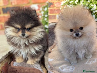 Pomeranian dogs - Advert 16