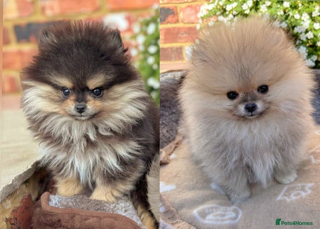 Pomeranian dogs - Advert 4