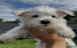 West Highland Terrier dogs for sale: West Highland Terriers show bloodlines - Image 1